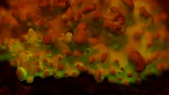 A primordial mass of the bioluminescent fungus, Panellus Stipticus glows
