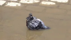 Homing Pigeon Bird Bathing In Puddle Water