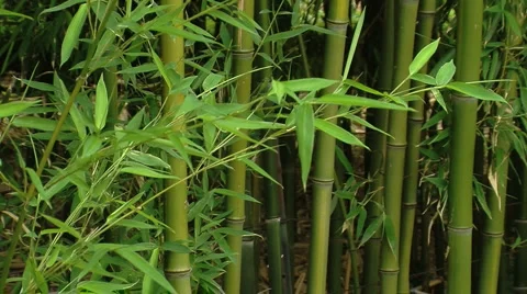 139 0423 01 Bamboo Trees Stock Footage 5824519