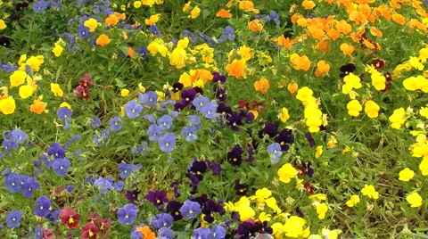 139 0481 01 Pansies Stock Footage 6070332