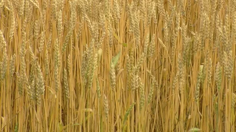 139 0498 01 Wheat Field Stock Footage 6530616