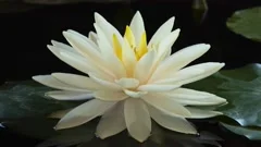 Time lapse of white lotus water lily flower opening