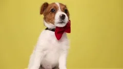little jack russell terrier dog being bored, wearing a red bowtie and leaving