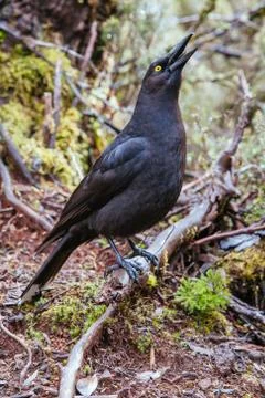 Black Currawong Stock Photos | High-Quality Images for Licensing ...