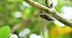 Video recording of desperately ringing cicada.