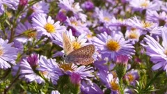 Aster flower with butterfly. Beautiful nature summer background. (Symphyotric