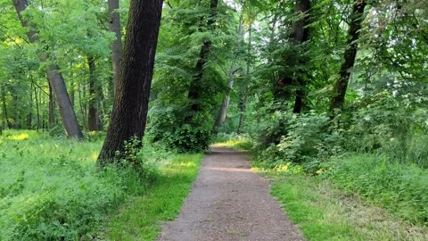 13_Forest Trail Surrounded by Lush Greenery and Tall Trees Stock Footage 289343540