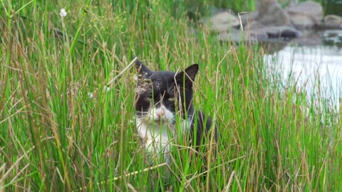13cat Video stock 295049881