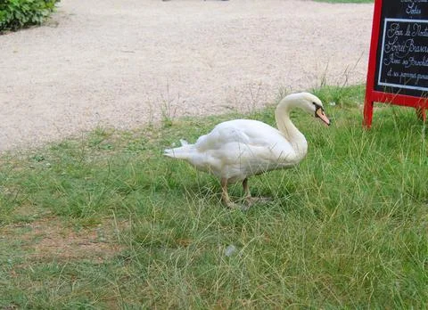 14 07 2021 le bugue France Free-roaming white swan Stock Photos