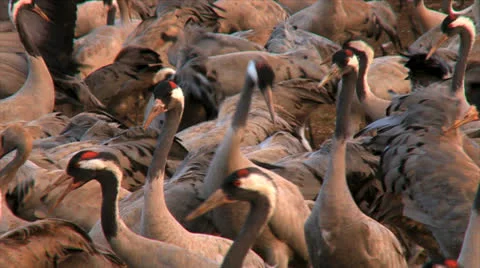 14 1 11Hula03Cranes Stockbeeldmateriaal 22528258
