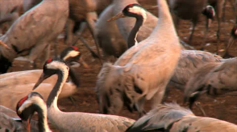 14 1 11Hula04Cranes Stock Footage 22506933