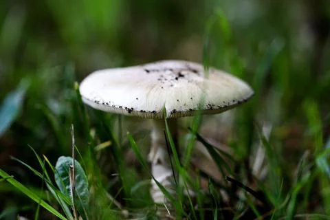 14 (6) Stock Photos