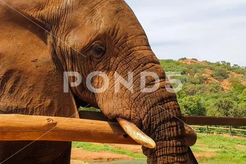 14 African Elephant close encounter sanctuary head closeup at fence Stock Photos