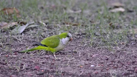 14 Flock of Monk Parakeet (M. monachus) and Giant Cowbird (M. oryzivorus) Stockbeeldmateriaal 80920966