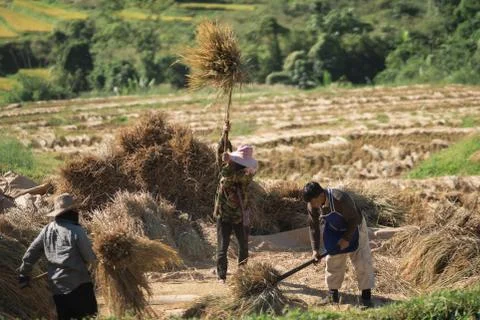 14 November 2020, Farmers rice grain threshing during harvest time in Chiang  Stock Photos