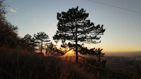 14 Slomo panning through backlit pine on a hill at sunset Stock Footage 289406185