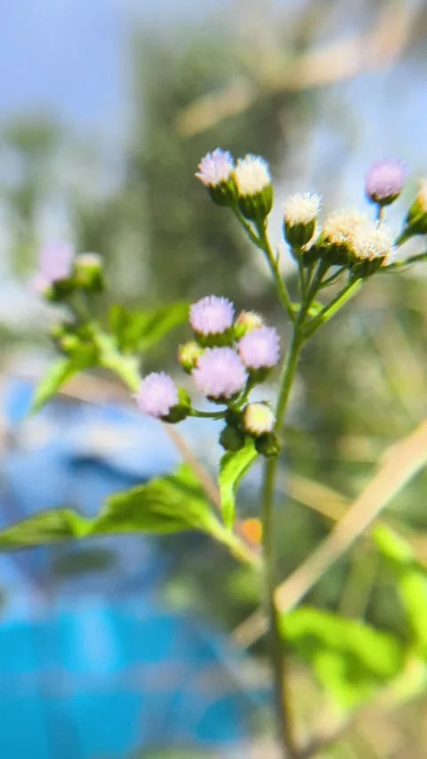 14 Very beautiful natural flowers - Cepi Stock Footage 311528341
