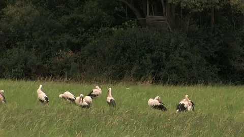 14 white storks while grooming on a moist meadow - wildlife Stock Footage 82380838