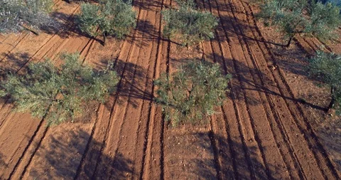 140 flying at low height above a beautiful olive Orchard , aerial cinematic 4 Stock Footage 86420948