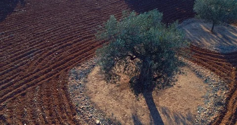 141 orbit a beautiful olive tree, aerial cinematic 4k Stock Footage 86421396