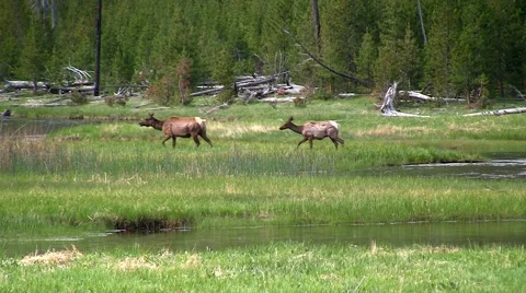 141127a elk crossing the river Stock Footage 44382028