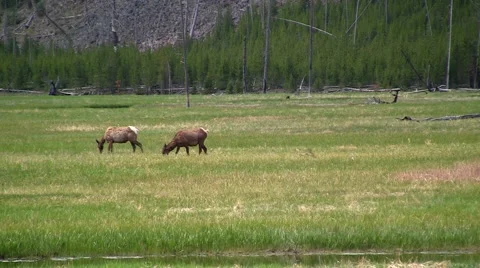 141127b elk crossing the river Stock-Footage 44381796