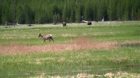 141127c elk grazing Stock-Footage 44382425