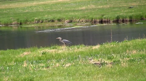 141127d blue heron Stock Footage 44382482