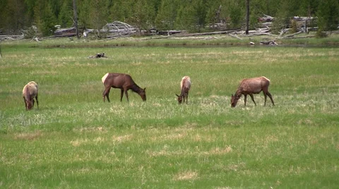 141127e Stock Footage 44382559