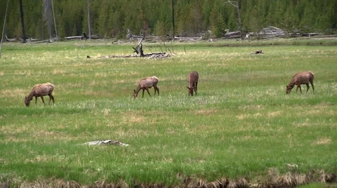 141128f four elk grazing Stock Footage 44382645
