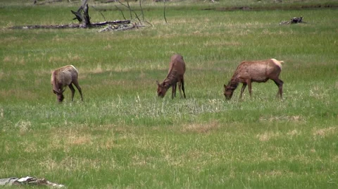 141128g elk fighting Stock Footage 44382724