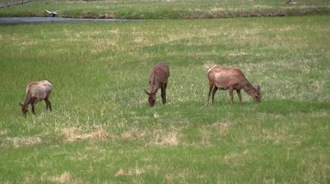 141128h three elk grazing Stock Footage 44382787