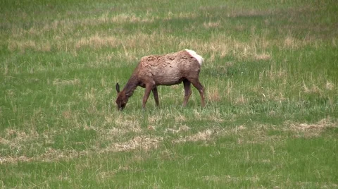 141128i single elk grazing Stock-Footage 44382936