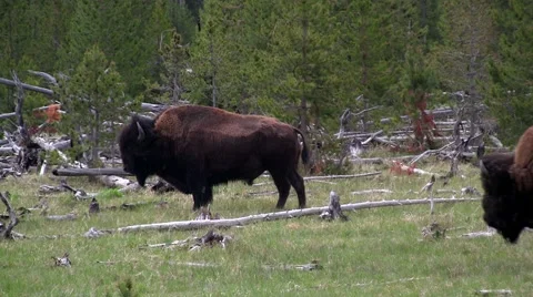 141129b two buffalo walking Stock-Footage 44417060