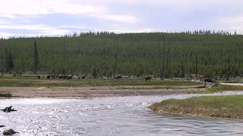 141129e buffalo herd across a river Stock Footage 44441369