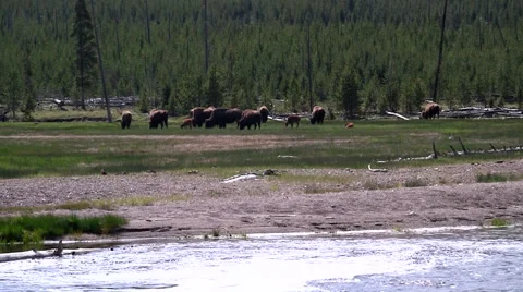 141129e buffalo herd across a river Stock-Footage 44442844