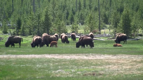 141129f herd of buffalo Video stock 44442878