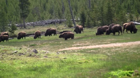 141129j herd of buffalo Stock-Footage 44443374