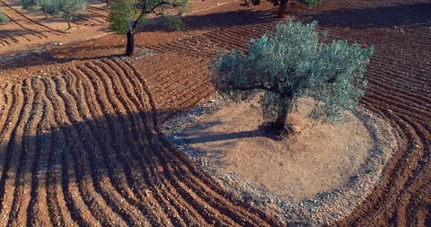 142 orbit a beautiful olive tree, aerial cinematic 4k Stock Footage 86421582