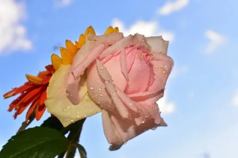 143-rose with gerber Stock Photos