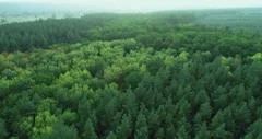 green forest flyover countryside landscape trees