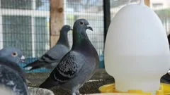 homing pigeon standing in home loft