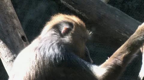 1440 Baboon Stock Footage 12467069