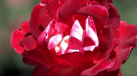 1440 Blooming Red Rose Close Up Stock Footage 40960314