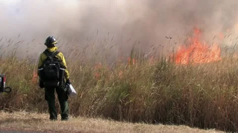 1440 Controlled Burn 19 Stock Footage 12380913