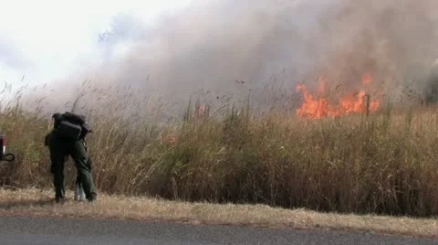 1440 Controlled Burn 20 Stock Footage 12380917