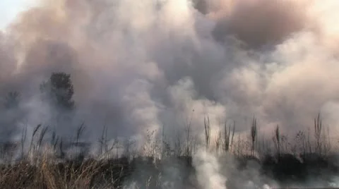 1440 Controlled Burn 31 Stock-Footage 12386601