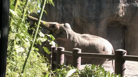 1440 Elephant 10 Stock Footage 12423962