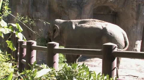 1440 Elephant 11 Stock Footage 12423975