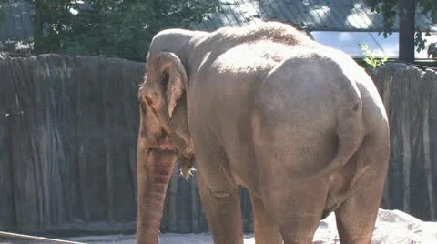 1440 Elephant 2 스톡 동영상 12424029